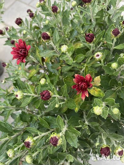 Хризантема в горшке