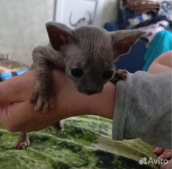 Донской сфинкс котята