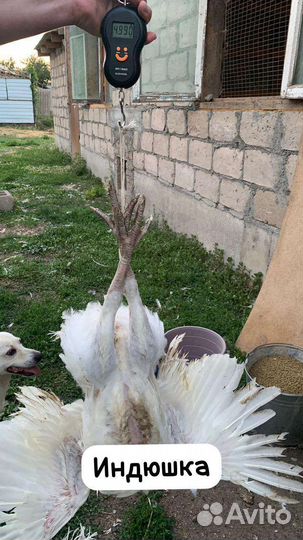 Индюшата виктория