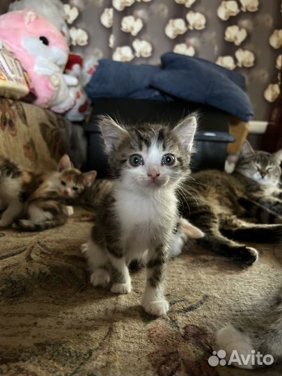 Котята