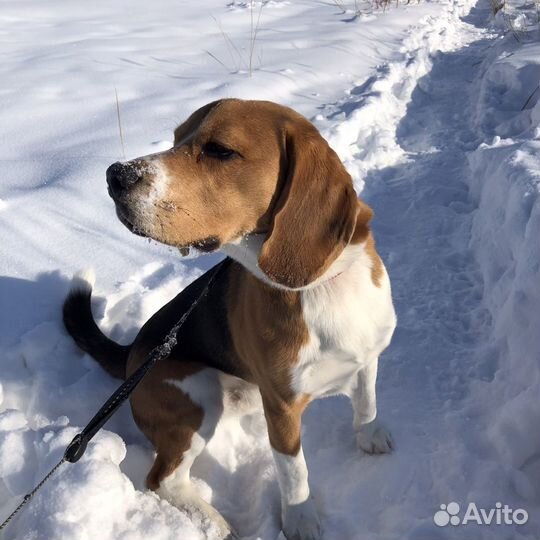 Ищем девочку для вязки бигль