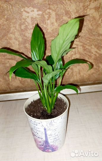 Спатифиллум