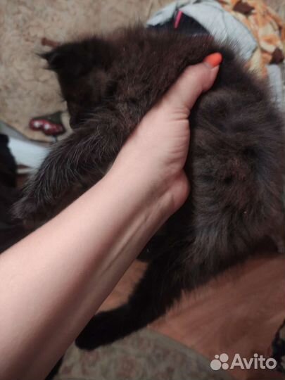 Кошка
