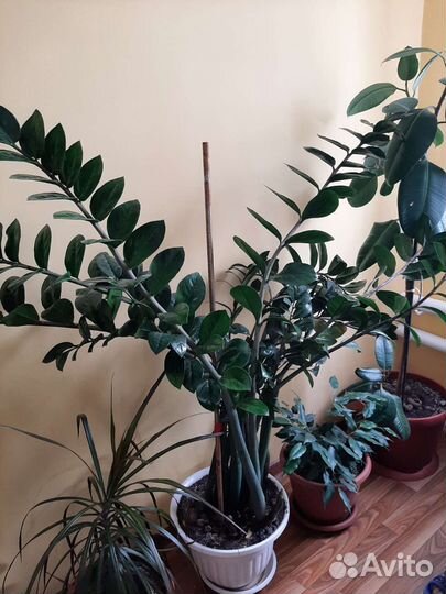 Замиокулькас