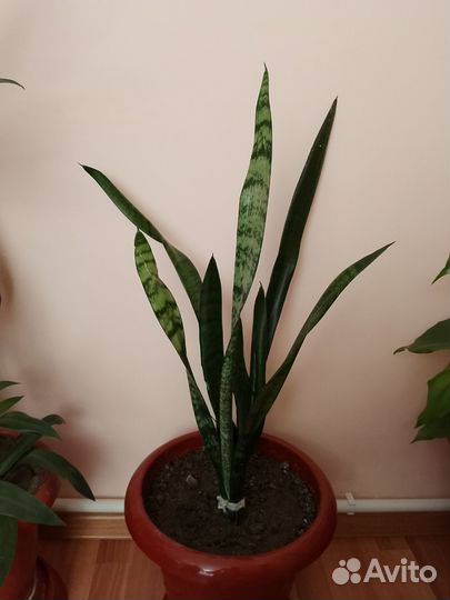 Комнатные растения