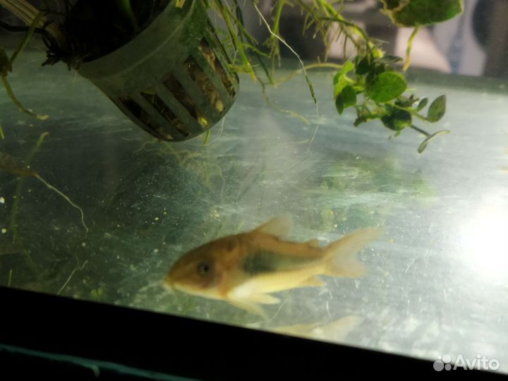 Аквариумные рыбки