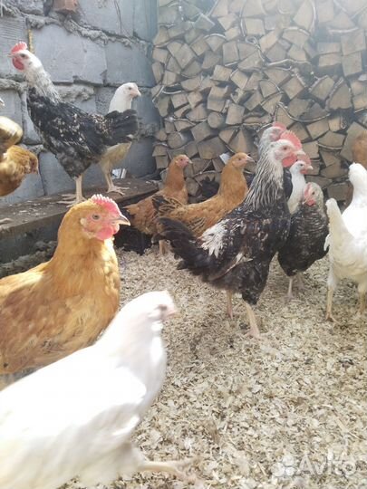 Молодые петушки