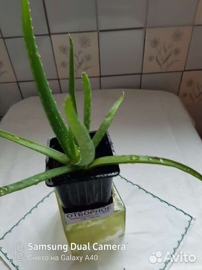 Алоэ Вера растение