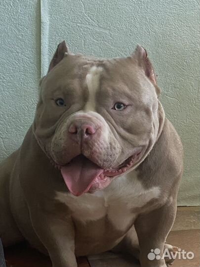 American bully вязка