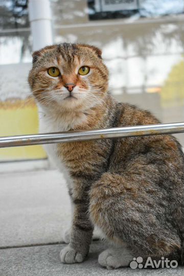 Шотландский кот в добрые руки