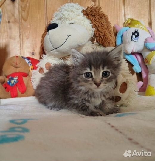 Котята бесплатно