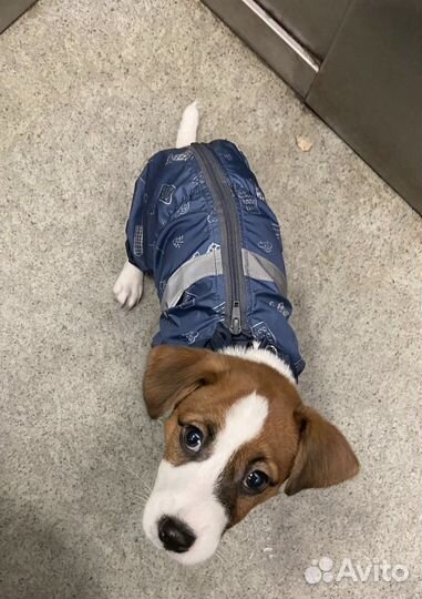 Комбинезон для собак