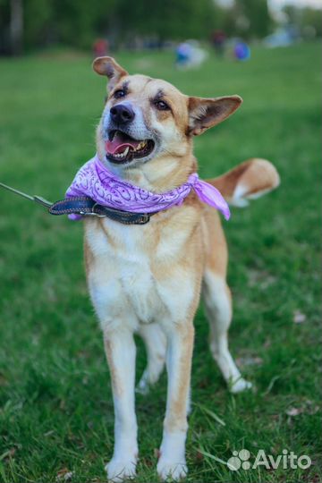 Рыжая красотка Шейла из приюта Некрасовка