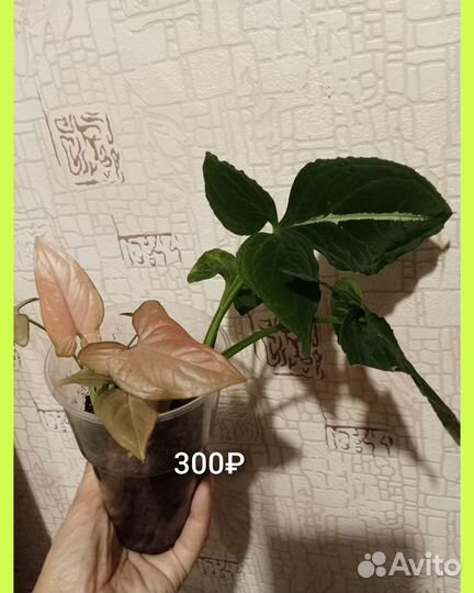 Сингониумы,кротон, филодендрон Биркин