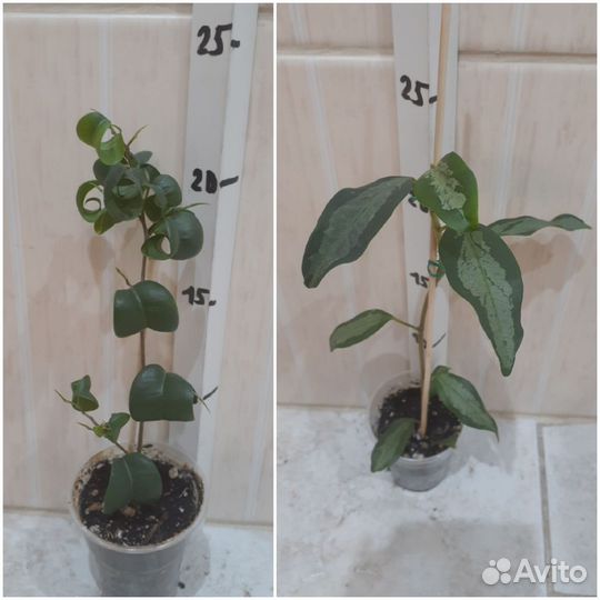 Фикус в ассортименте