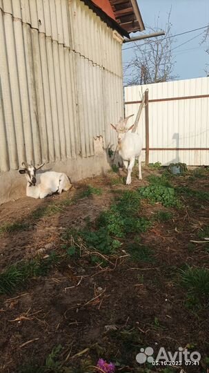 Козел зааненский