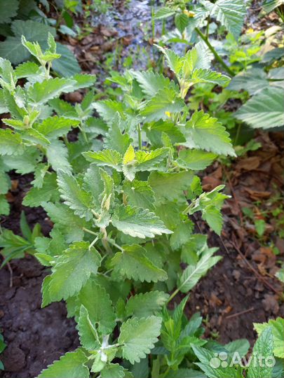 Душица мелисса мята перечная