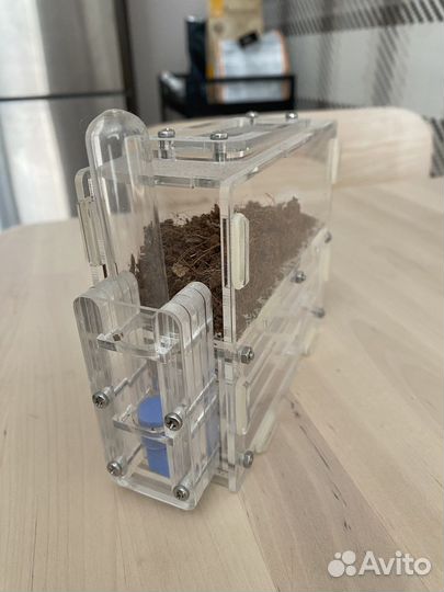 Формикарий