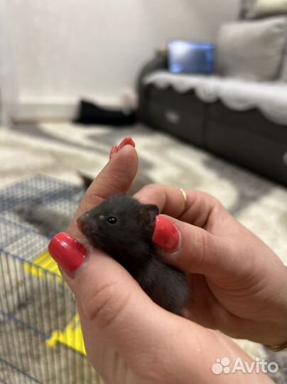 Сирийский хомяк