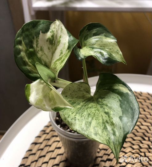 Комнатные растения