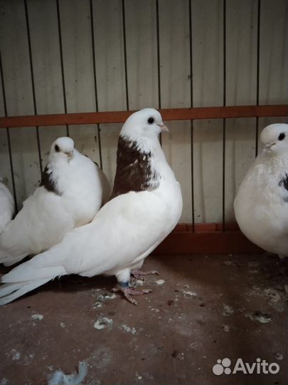 Голуби гривуны ижевские