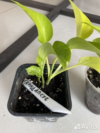 Эпипремнум Голден Потос (сциндапсус неон)