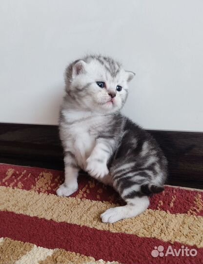 Шотландские котята