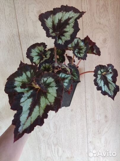 Бегонии и бальзамиы