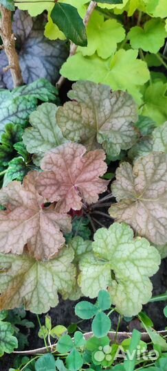 Гейзера, плющ, гаура