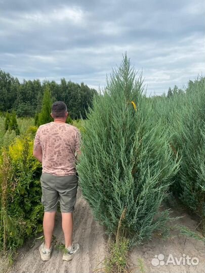 Можжевельник скальный Блю Эрроу