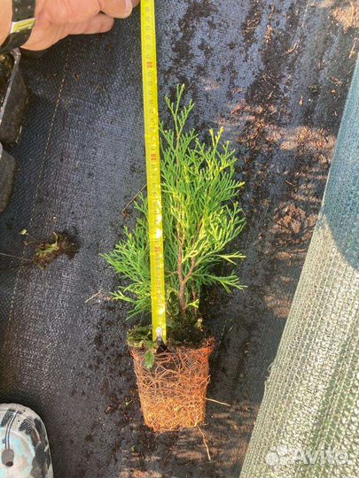 Рассада туи смарагд в касетах и п9