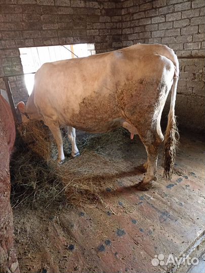 Телята бычки