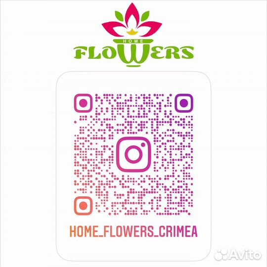 Орхидея дендробиум