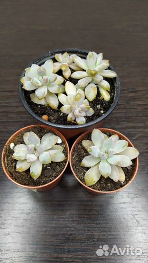 Кактусы и суккуленты