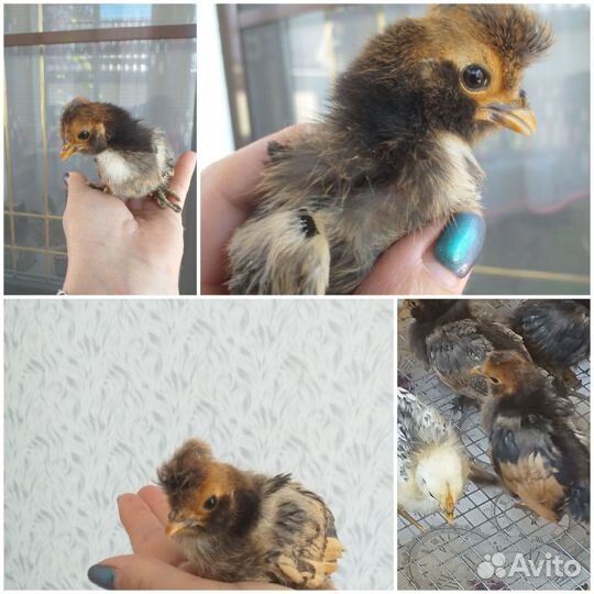 Птицы домашние куры