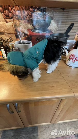 Куртка для собак мелких пород