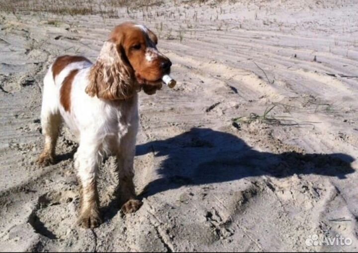 Английский кокер спаниель