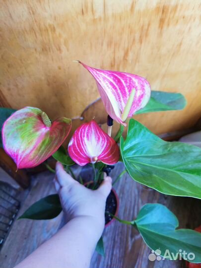 Антуриум Ливиум