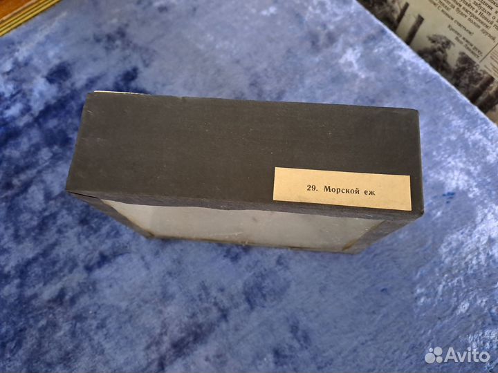 Чучело рыбы