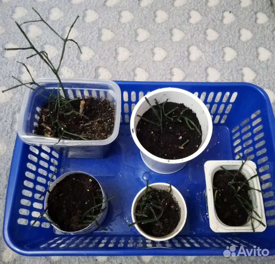 Комнатные цветы Хатиора