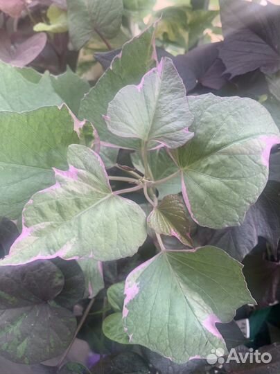 Ипомея батат