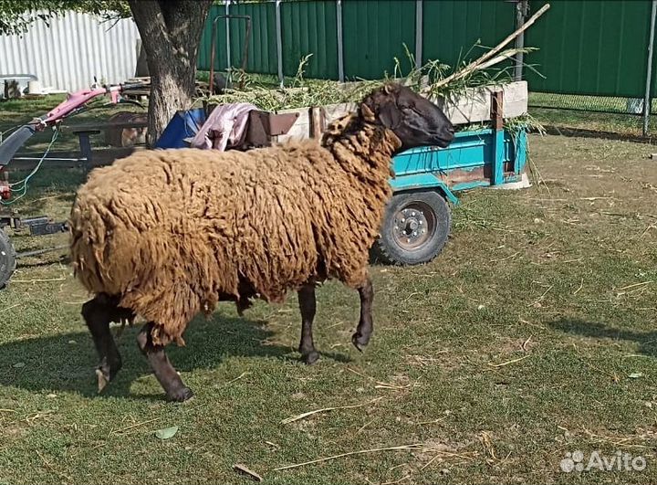 Продам барана