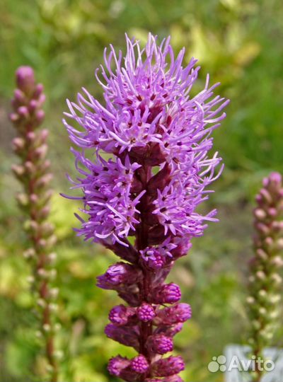 Многолетники для сада