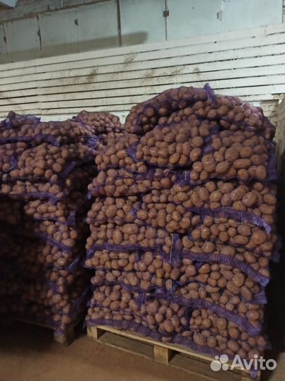 Картофель на корм скоту