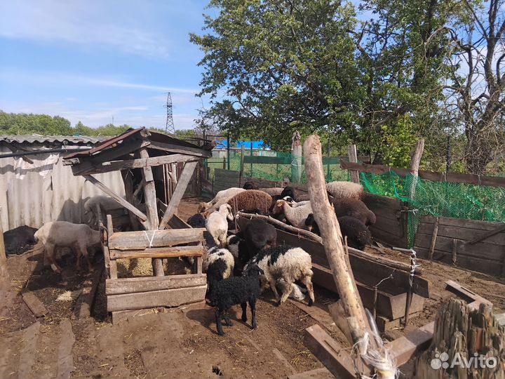 Овцы, бараны, ягнята