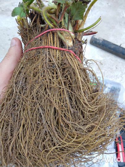 Рассада ремонтантной клубники Кабрилло Мурано