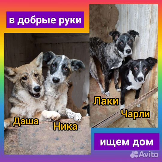 Собака в добрые руки