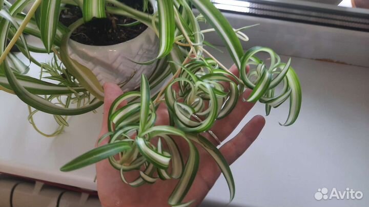 Хлорофитум кудрявый вариегатный