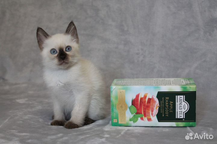 Котята редкой короткохвостой мини породы Той-боб