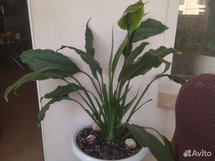 Спатифиллум большой -женское счастье